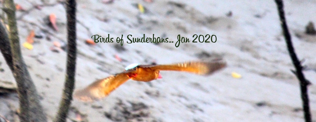 Birds of Sundarbans
