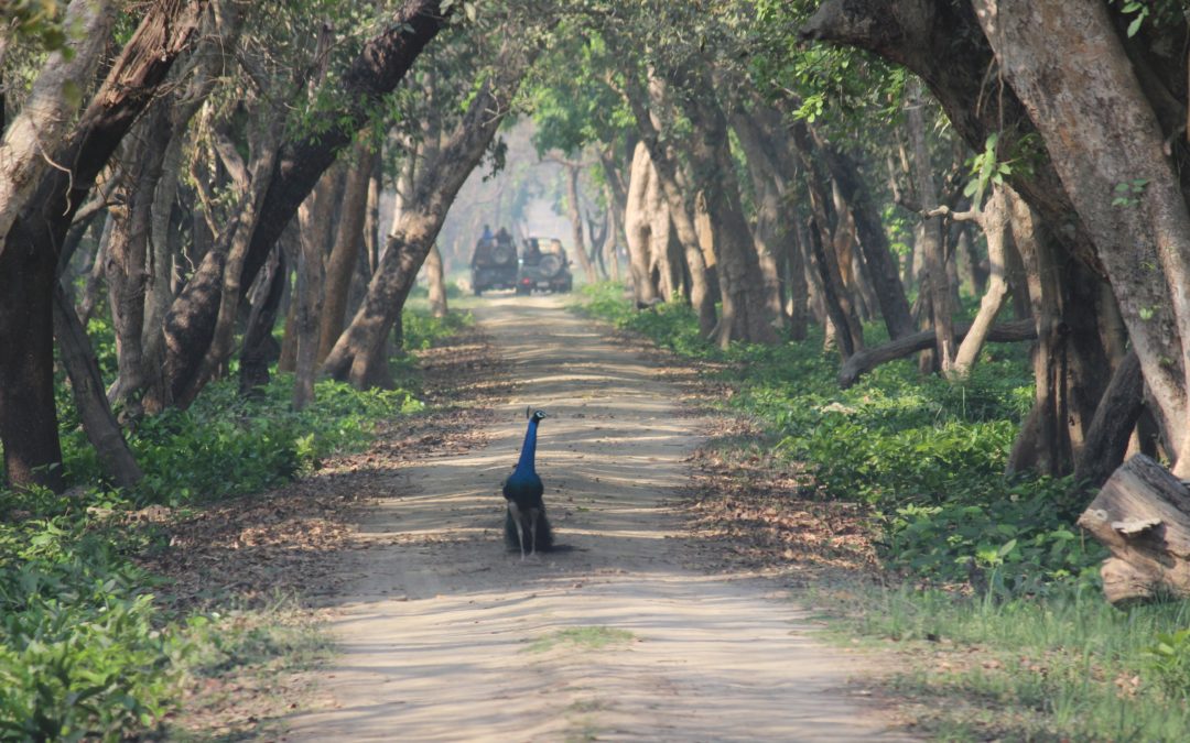 Into the jungles- Dudhwa National Park, UP