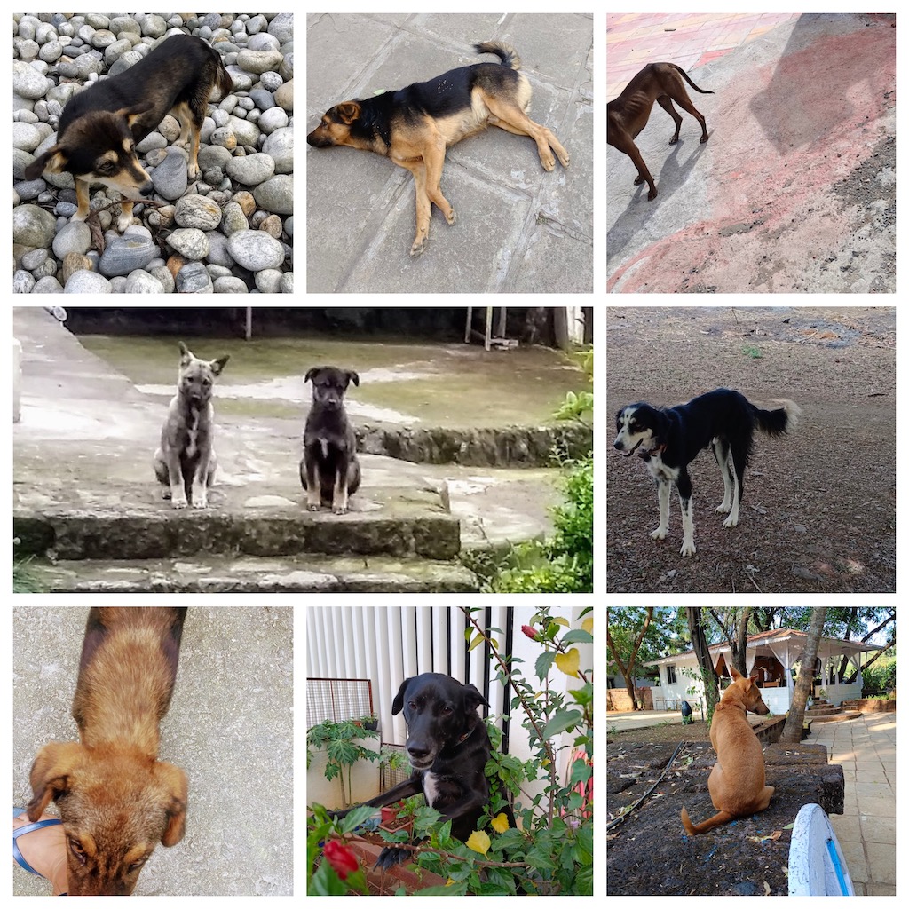 Collage of indie dogs i've come across during my travels 