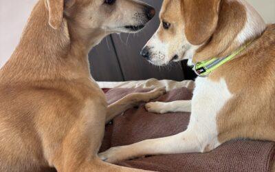 Two Dogs, Four Ears, and a Whole Lot of Love: Welcome Home, Haseena