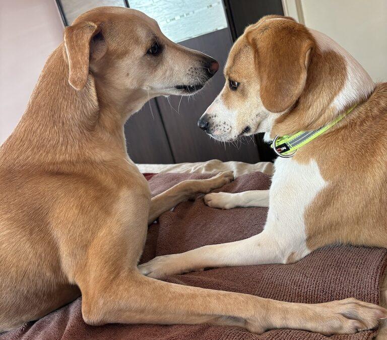 Two Dogs, Four Ears, and a Whole Lot of Love: Welcome Home, Haseena